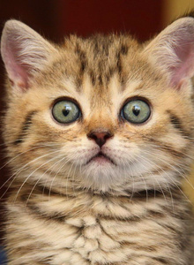 Alira-Vinsens meow photo 5022110