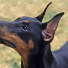 Доберман