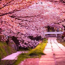 Побывать в Японии