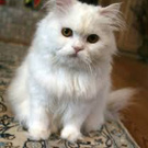 Persian cat