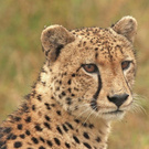 Guepard