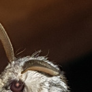 Хочу латинку