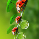 Кругосветка