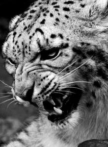 Andrei19881-1 My Photos photo 5428776