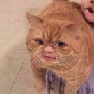 Я хочу пицы