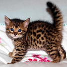 Bengal kitten