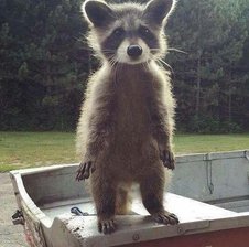 Small_Raccoon