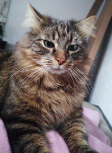 Kinkvibes My dog photo 5870916