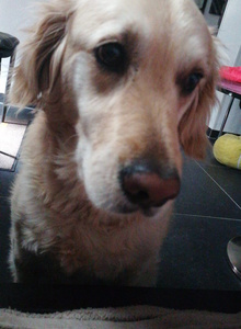 Kinkvibes My dog photo 5870917