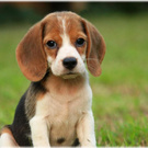 Beagle Dog