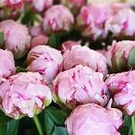 Flowers &amp; Plants