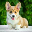 Corgi
