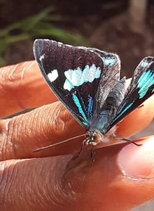 scarlet-smith en casa photo 6492713