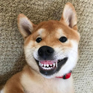 Хочу милого песеля:)