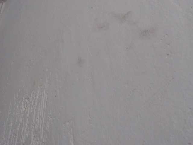 viioletgren on BongaCams